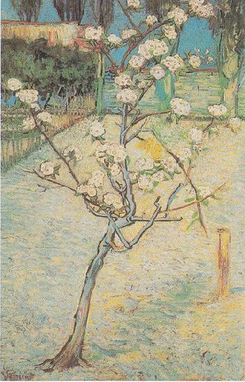 Vincent Van Gogh Flowering Pear-Tree